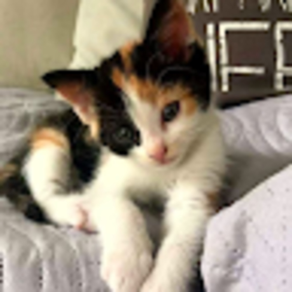 Meet your Posher, Sage